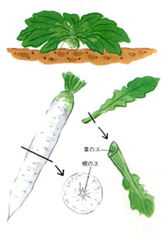 定植