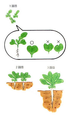 定植