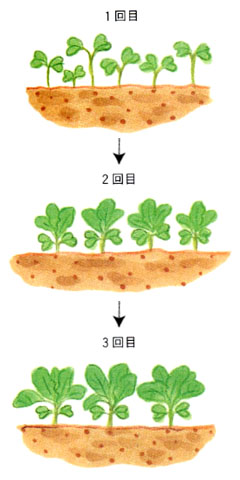 定植