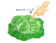 定植